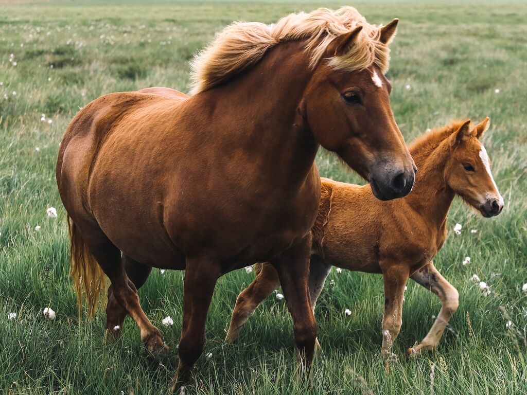 two Icelandic horses - parent and child - are pictured trotting in a field in Iceland