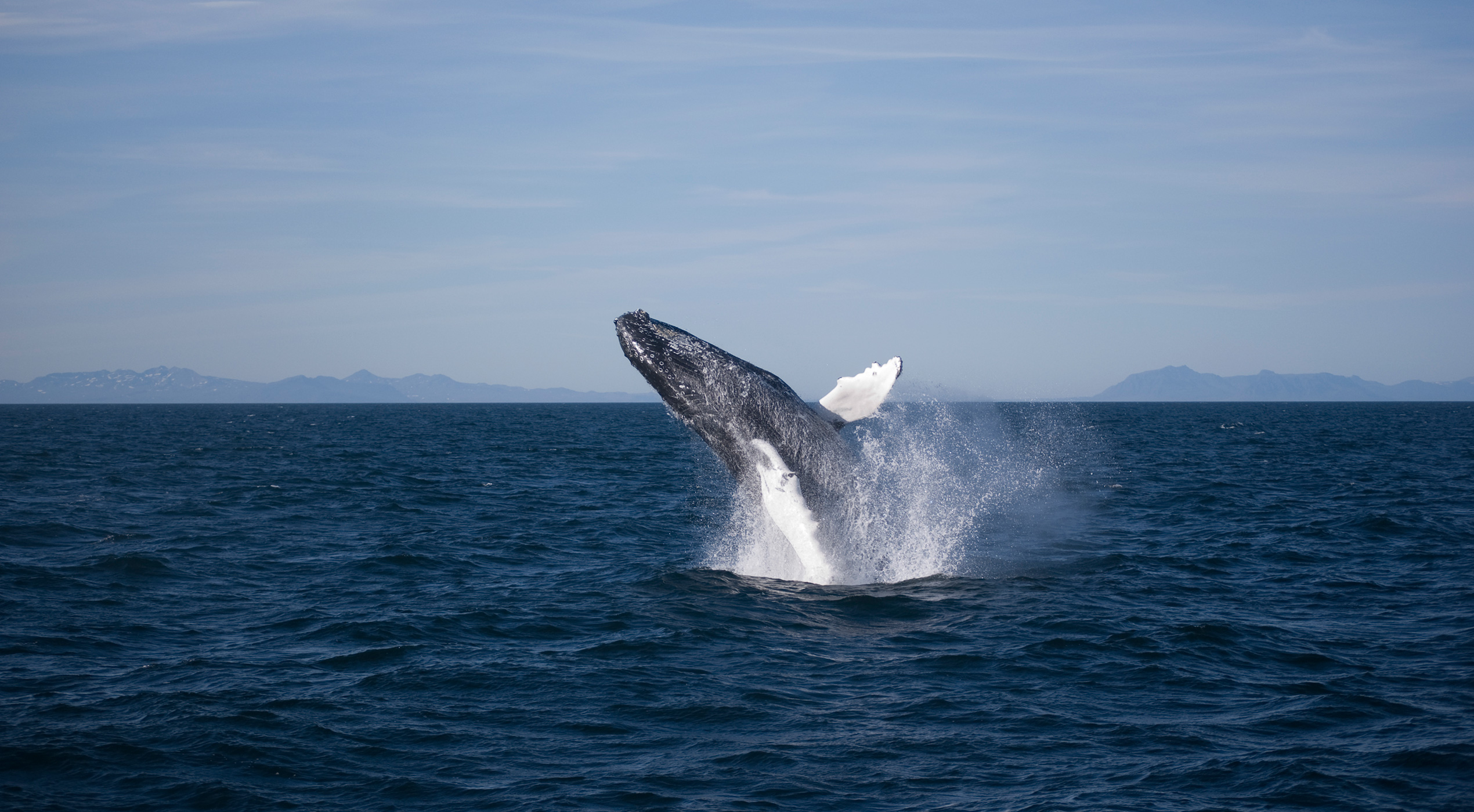 A whale breaches from the water