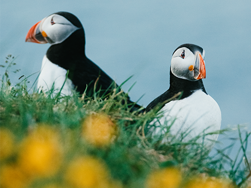Two puffins are pictured facing in different directions, with yellow flowers and grass in the foreground 