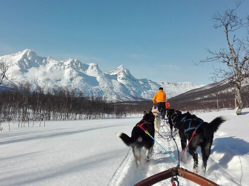 dogsledding in the winter in norway