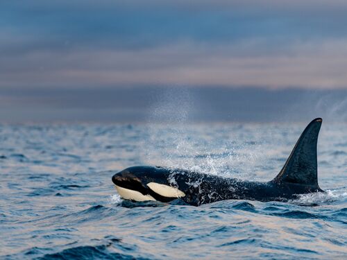 a killer whale seen off the shore of norway