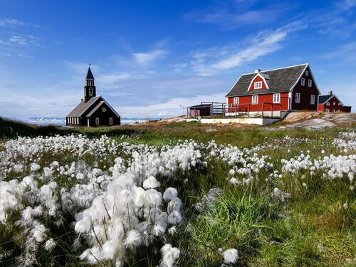 wild white mountain cotton grows in front of an old red church in Greenland