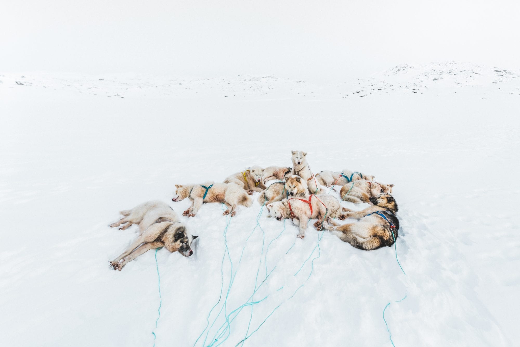 A pack of huskies laying together in the snow with harnesses attaching them to the sled