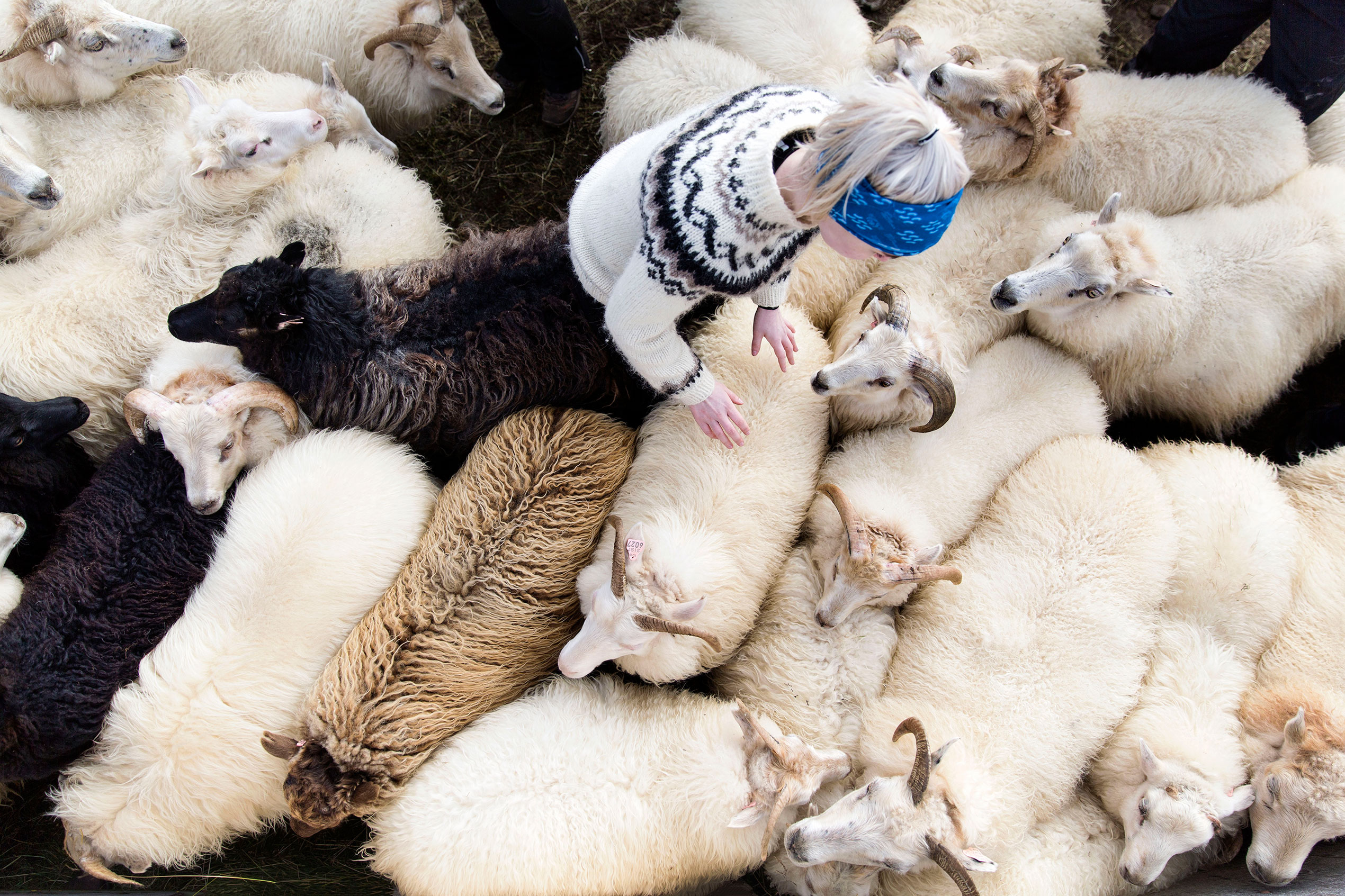 an aerial shot of a woman in a lopapeysa surrounded by sheep of all colours at rettir in Iceland