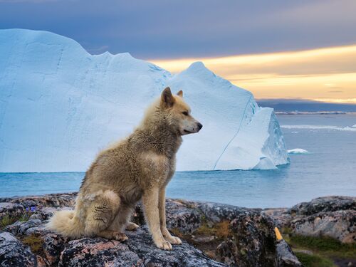 a sled dog sits near an iceberg on the coast of Greenland
