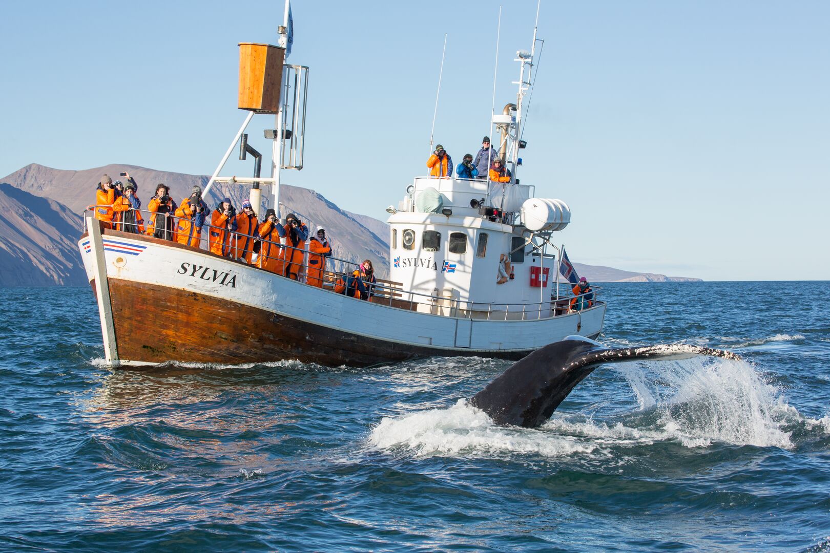 An Icelandic whale-watching boat with people lined up on deck. The people are in orange all-weather suits, photographing a whale tail in the foreground of the photo