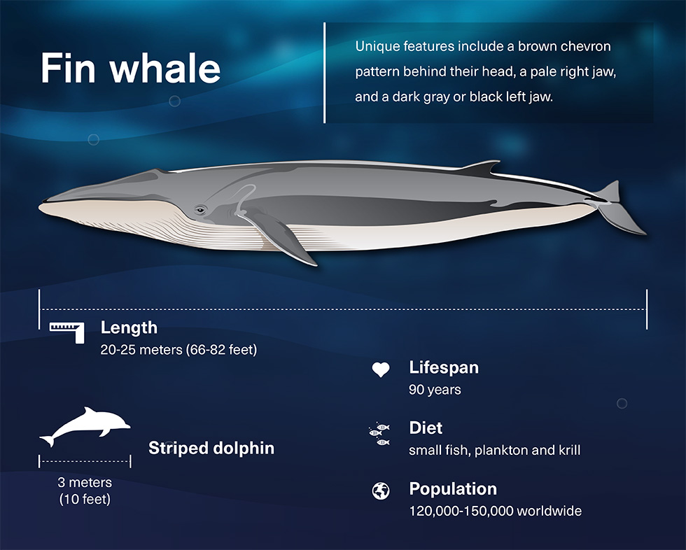 Graphic summarising the key fact about the Fin whale like their distinctive look
