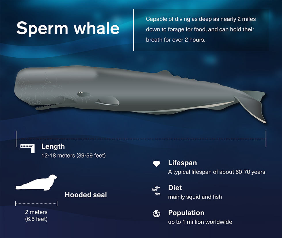 Graphic summarising the key facts about the Sperm whale like how far they can dive