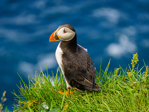 A puffin sits in the grass on the Faroe Islands, where it makes its nest every year