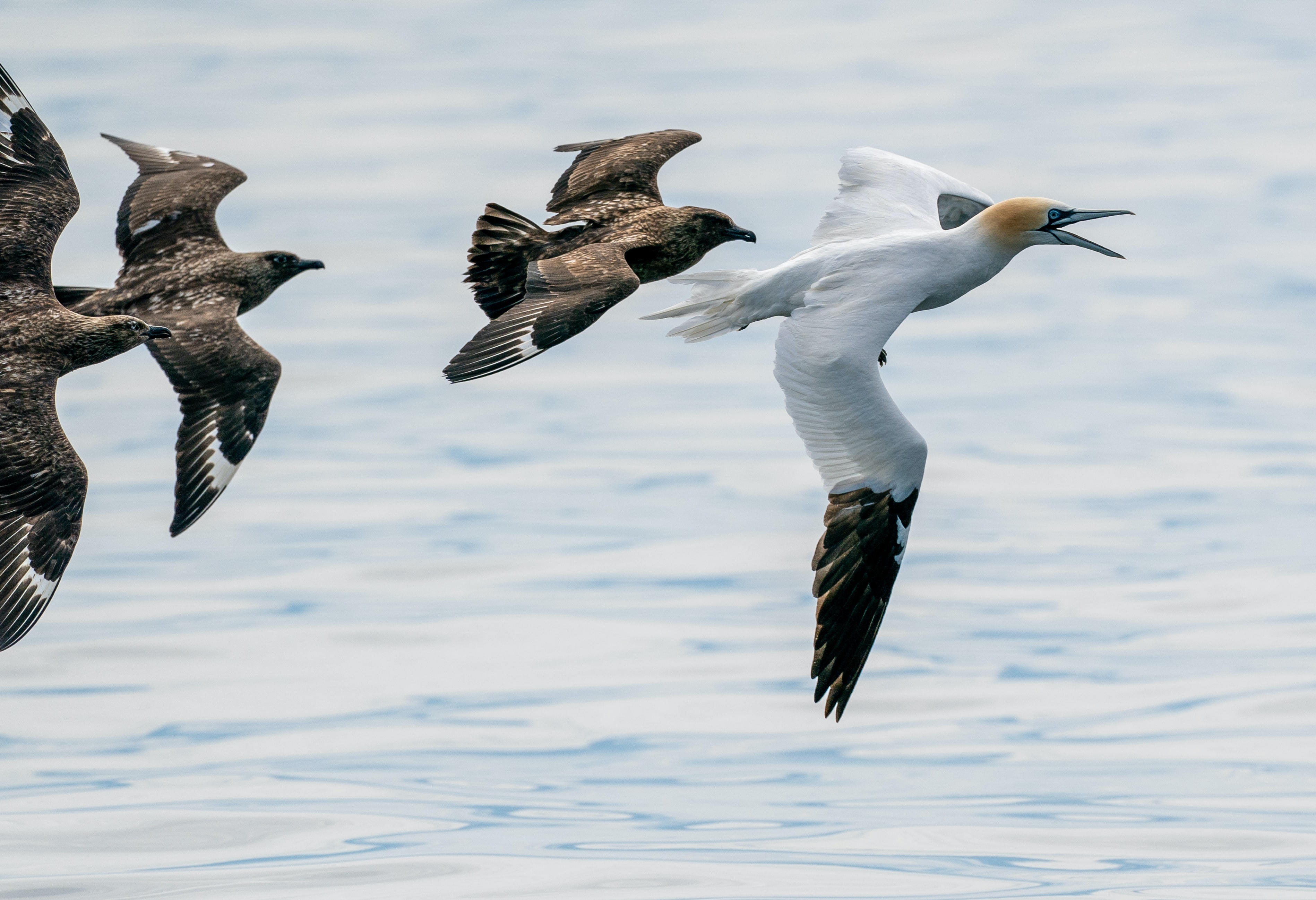 Een close-up foto van verschillende IJslandse vogels die net boven het water vliegen.
