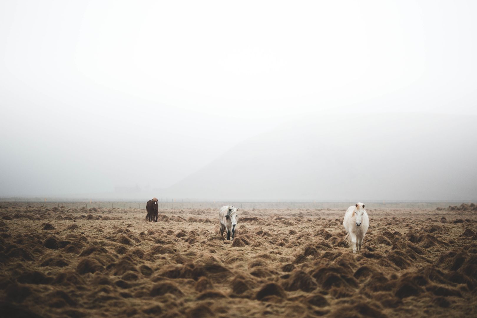 three horses walking across a foggy field towards the camera