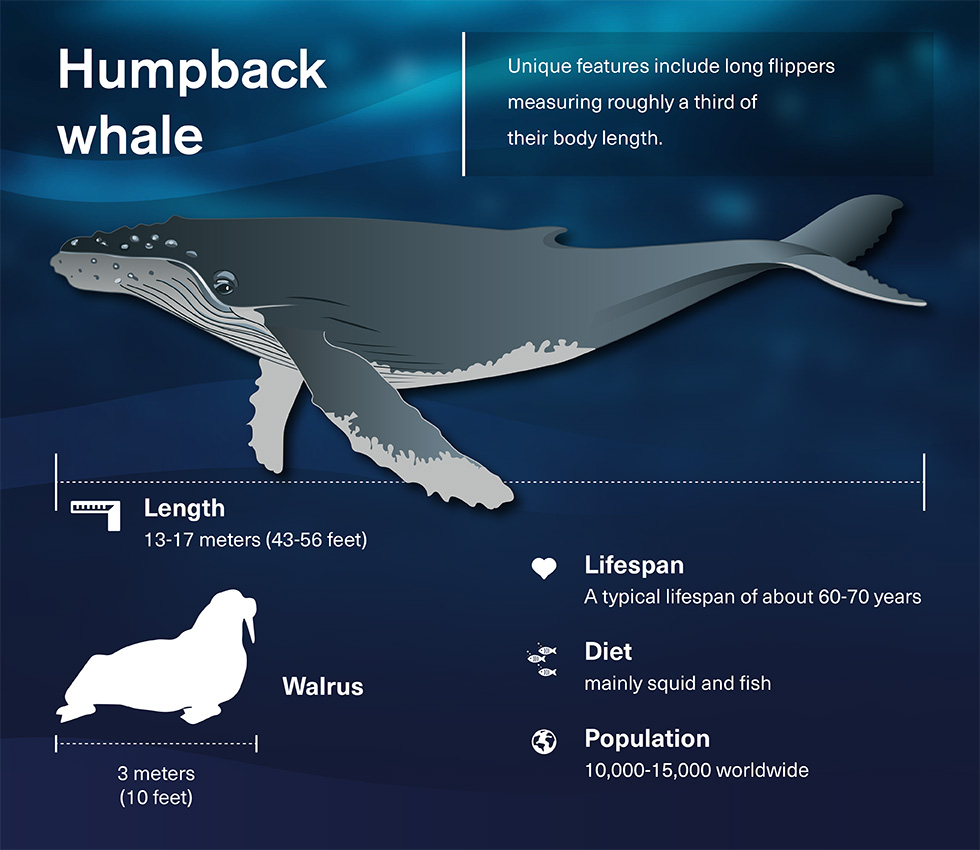 Graphic summarising the key facts about the Humpback whale like their long flippers