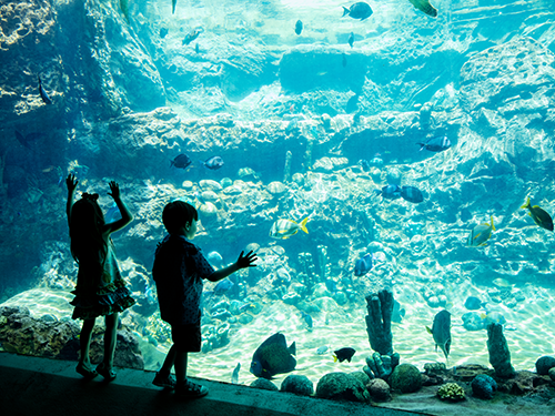 Two children stand in front of an Aquarium viewing spot with both hands placed upon the glass as they peer in 