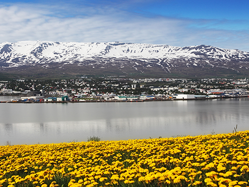 Gelbe Sommerblumen leuchten im Vordergrund des Bilds und die Städte Akuyreyri und Hlíðarfjall sind im Hintergrund zu sehen 