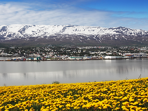 Gule sommerblomster lyser op i billedets forgrund, mens byen Akuyreyri og Hlíðarfjall kan ses i baggrunden 