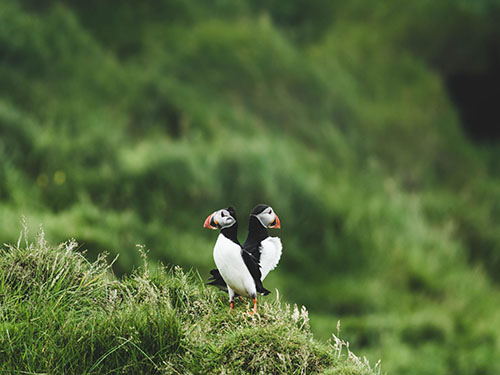 Two puffins standing on a grassy hill in Vestmannaeyjar.