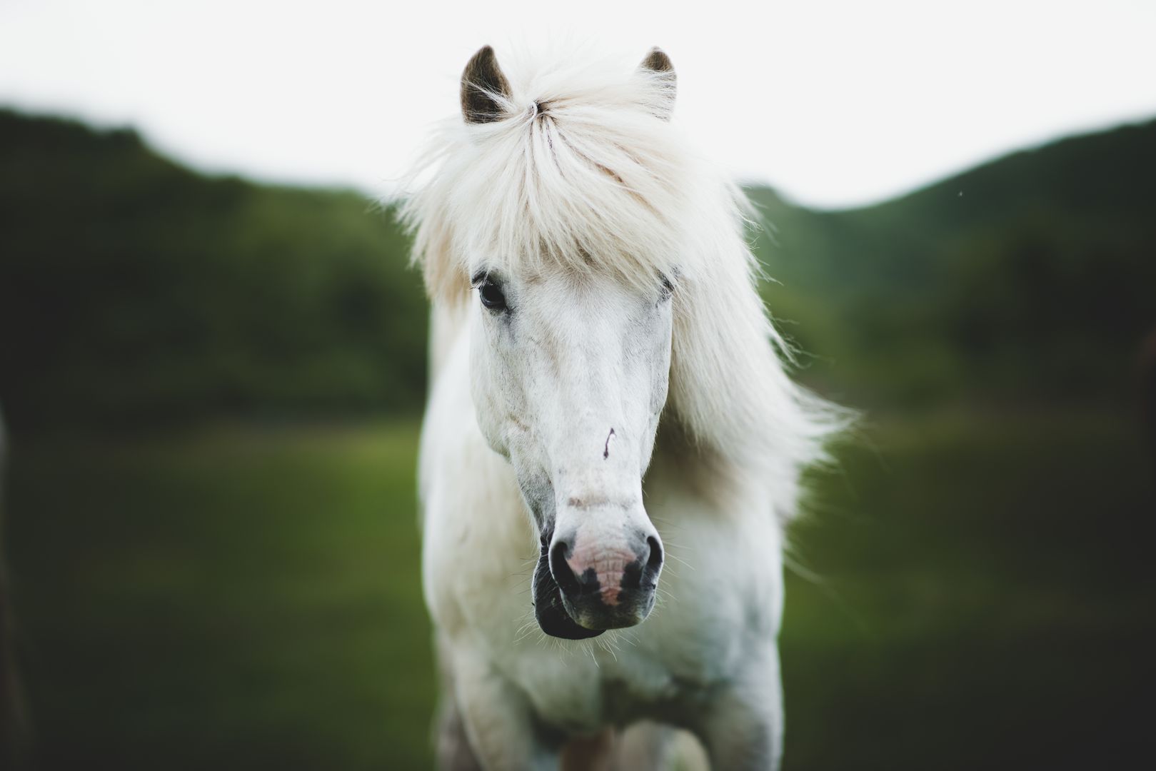a head-on, close up image of a white Icelandic horse