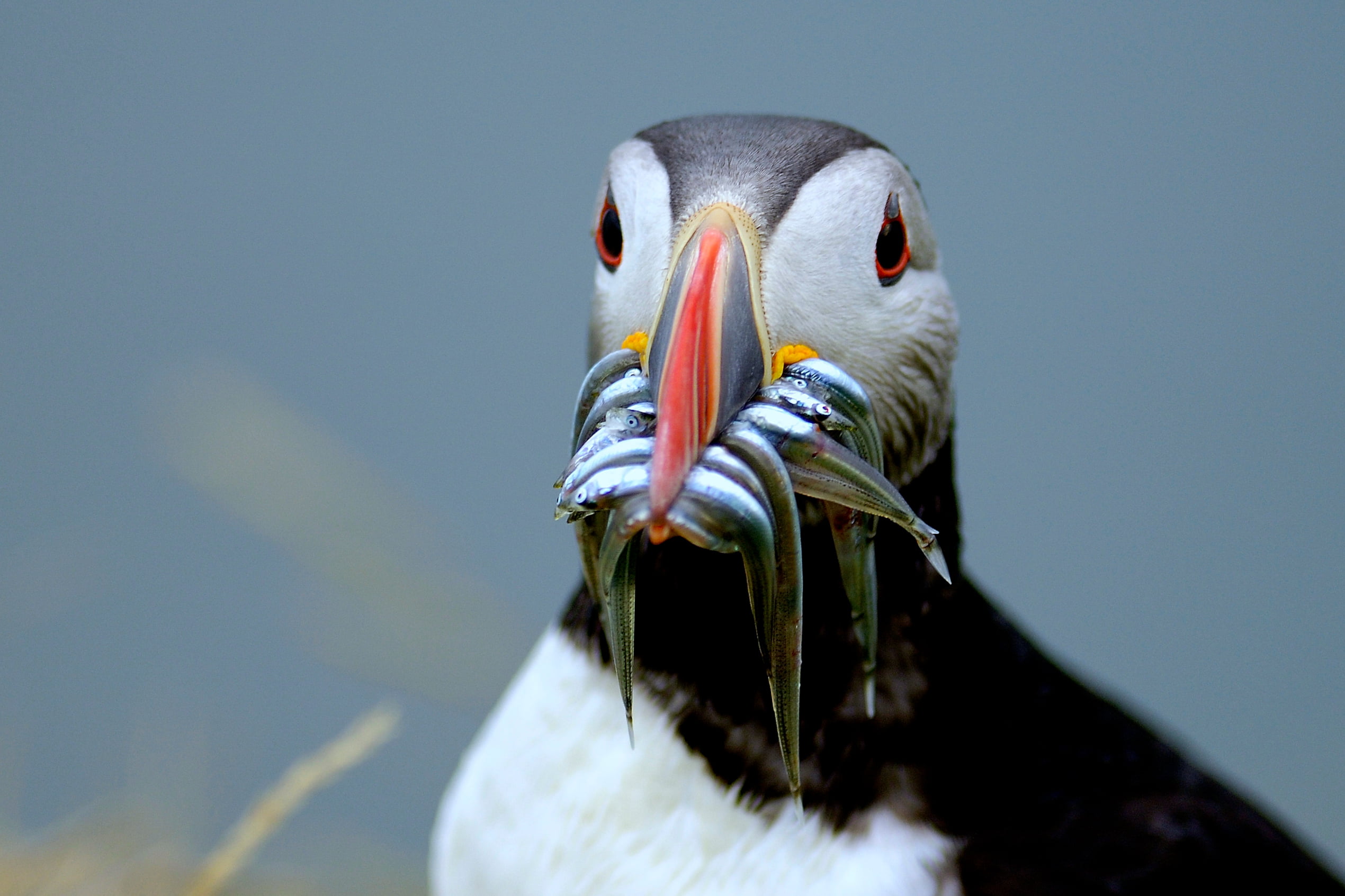 Close-up of puffin with fish in beak