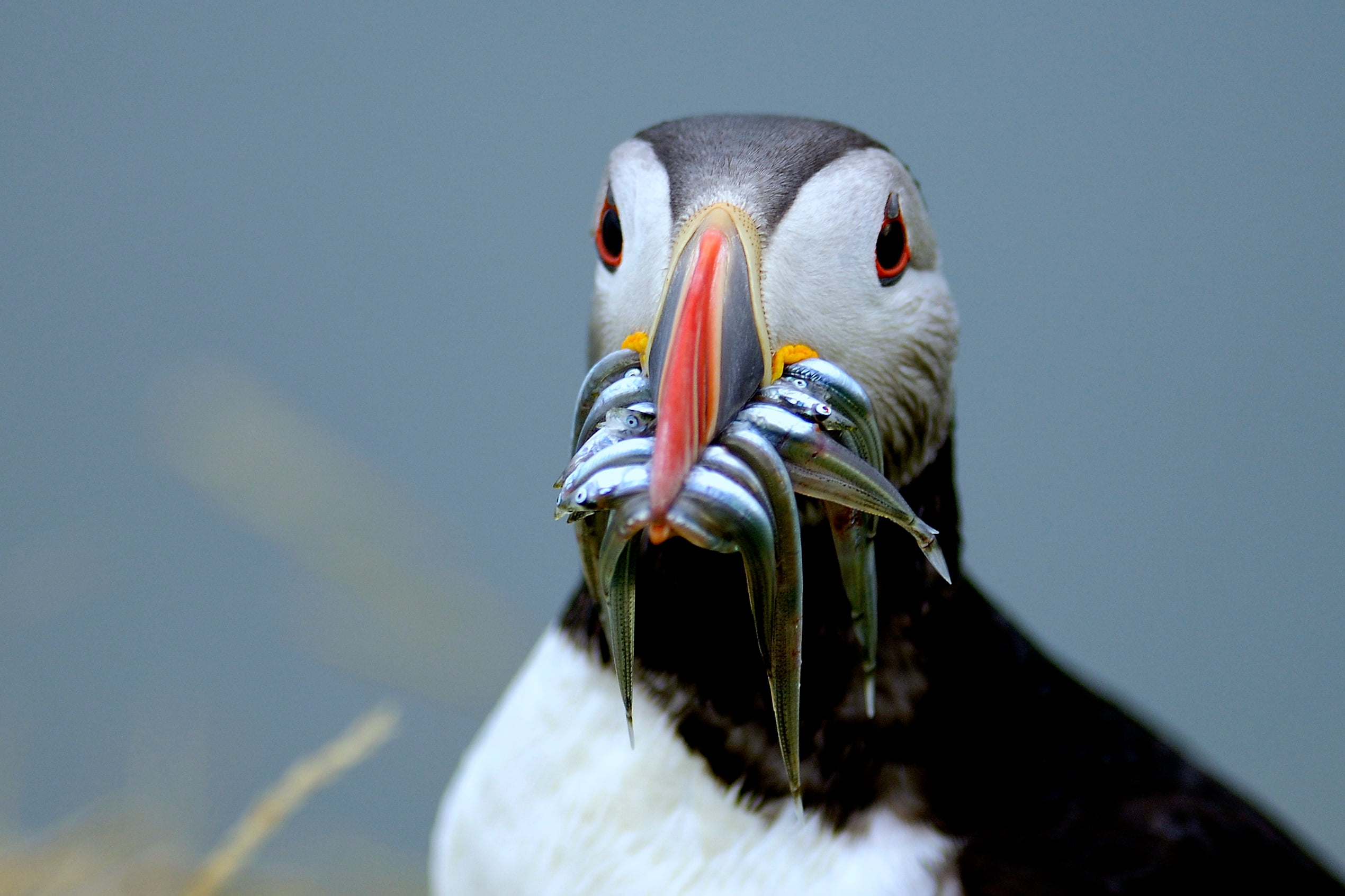 Een close-up van een papegaaiduiker, de beroemdste vogel van IJsland, met vis in zijn mond