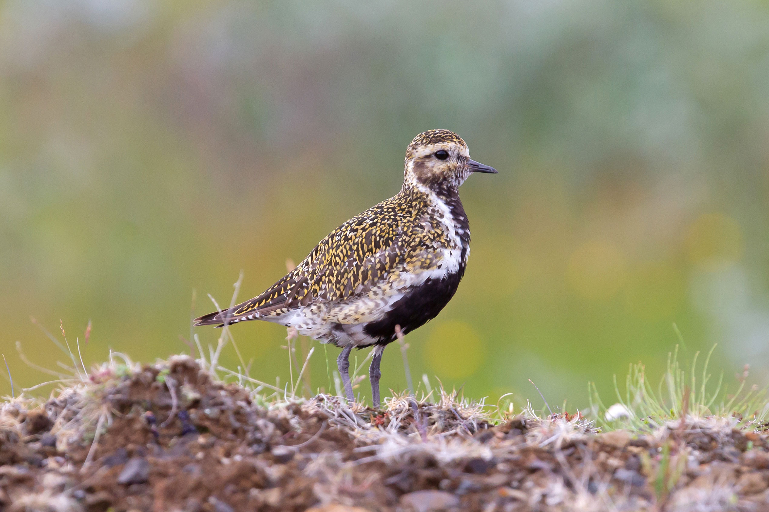 The lóa, or golden plover, the Icelandic symbol of spring