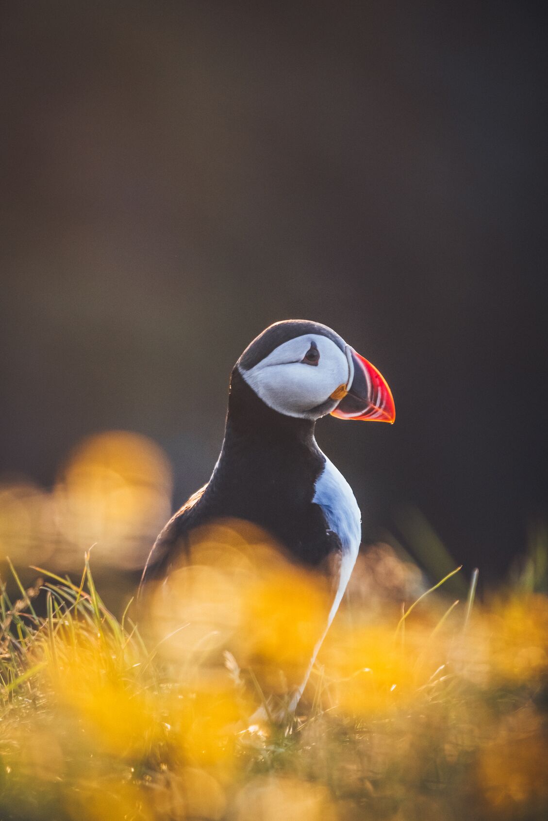 A puffin pictured up-close in Borgarfjordur Eystri