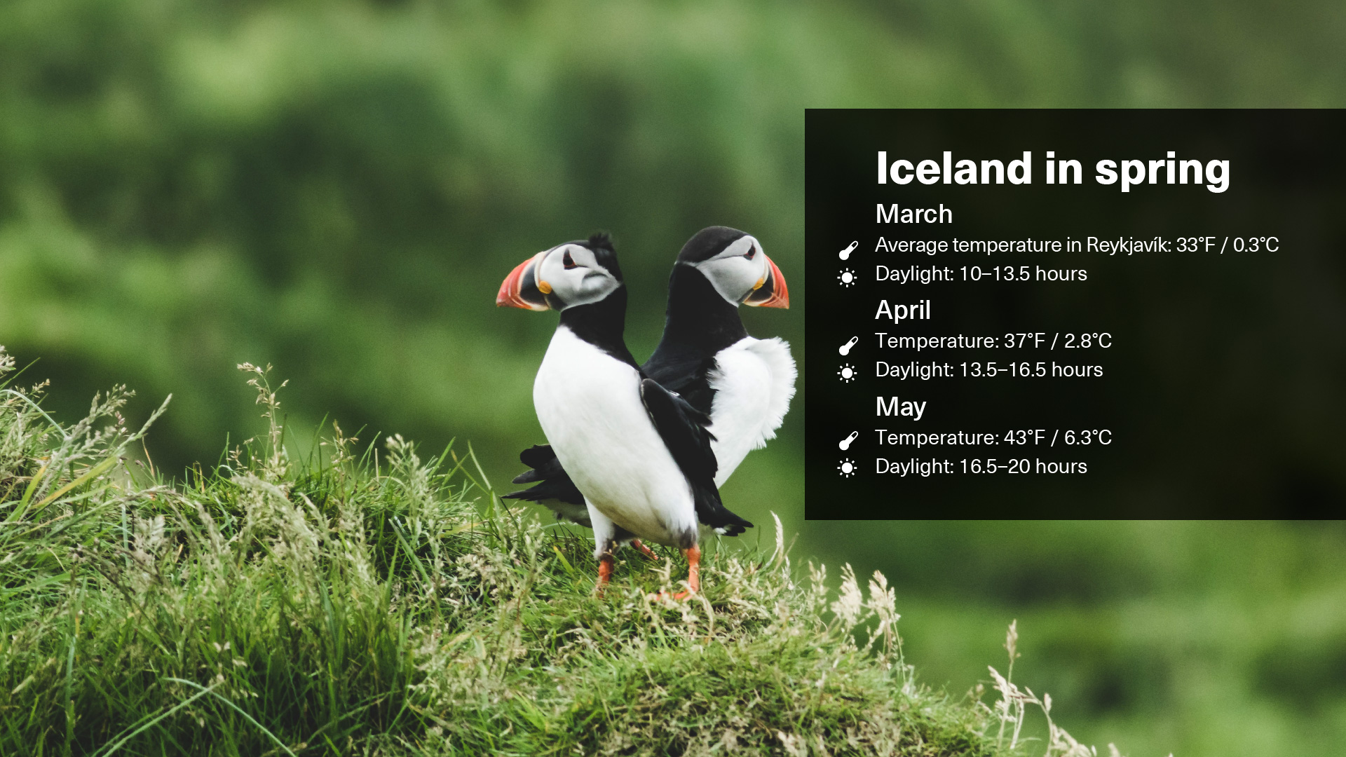 Spring weather in Iceland. Spring weather displayed on a graphic illustrative image with puffin imagery and text overleaf that shows the temperature and daylight hours in March, April and May in Iceland