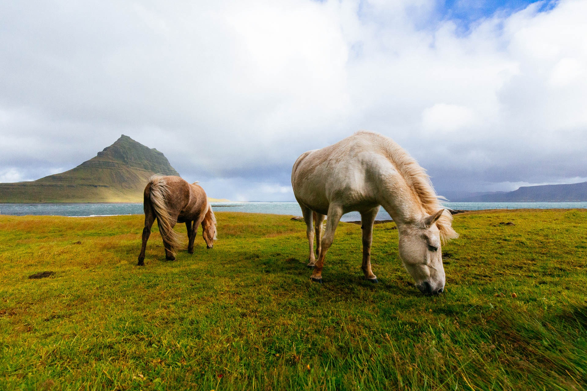 A white and a brown Icelandic horse stand in the foreground, eating grass, with a green landscape of mountain and fjord behind them.