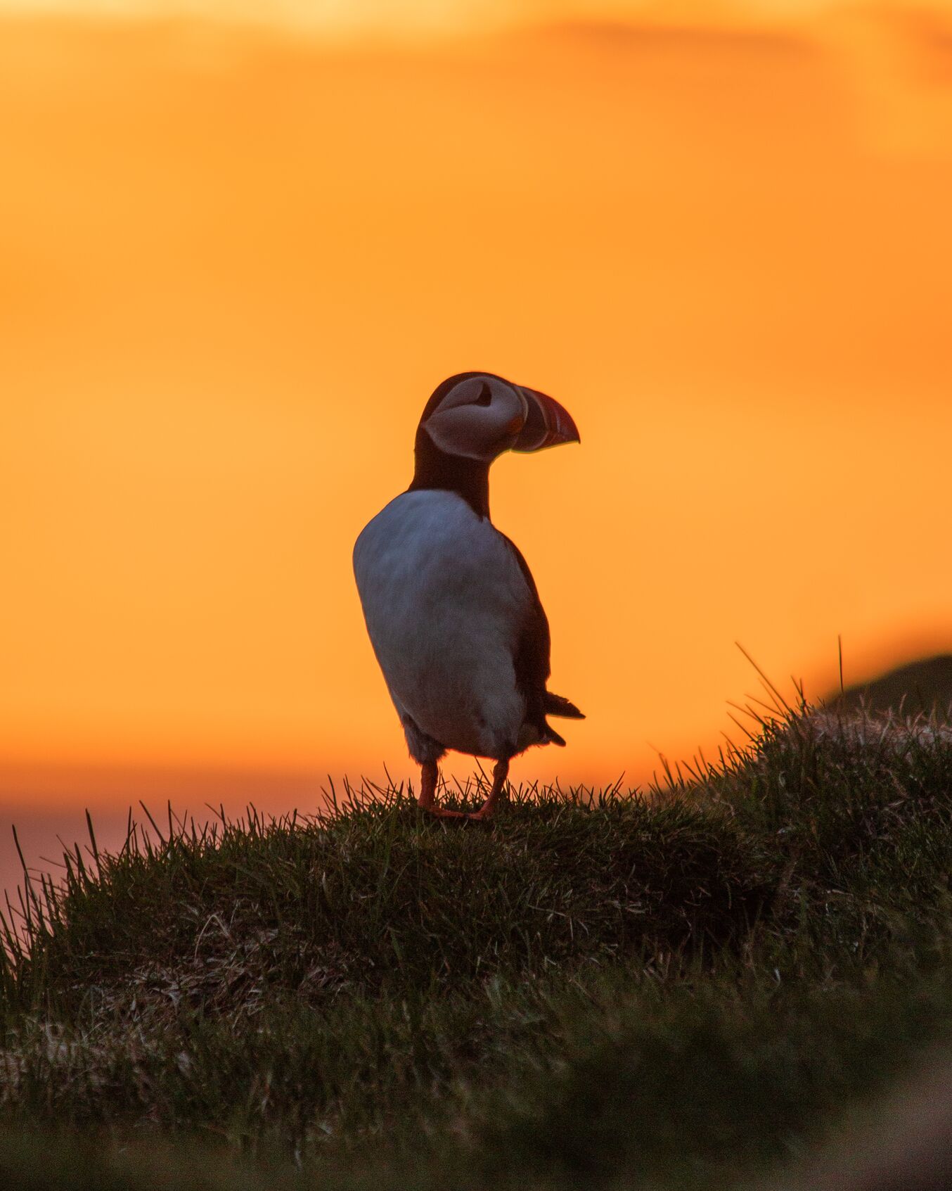 A puffin stands on land with a backdrop of orange sky at sunset