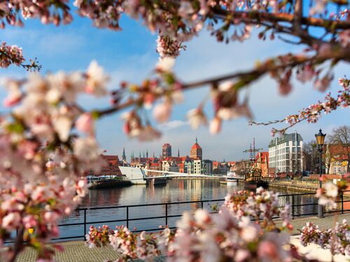port historique de Gdansk avec un arbre en fleurs au premier plan