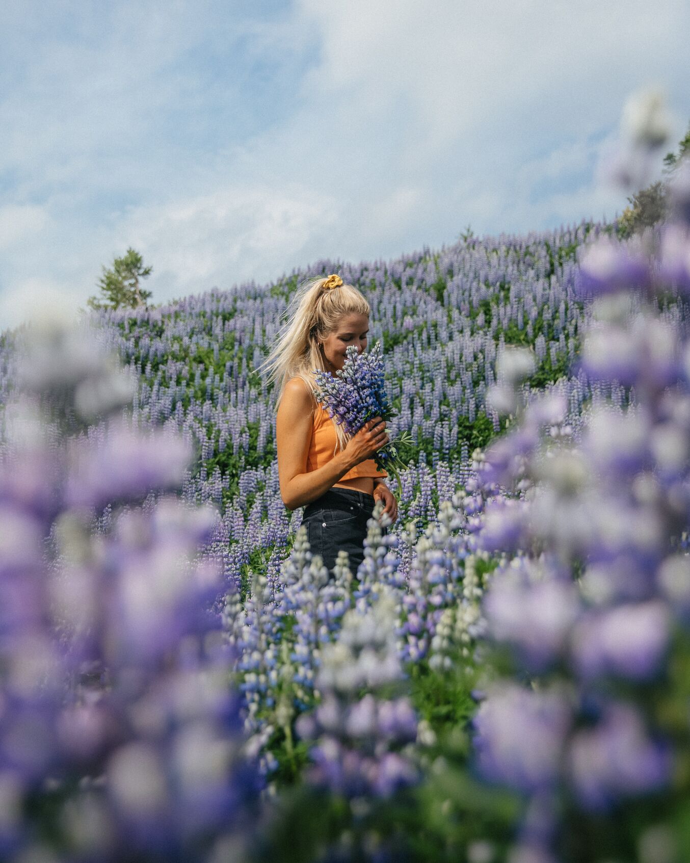 Ása Steinars surrounded by a field of lupine. She is holding a bunch of lupine in her hand and smelling it