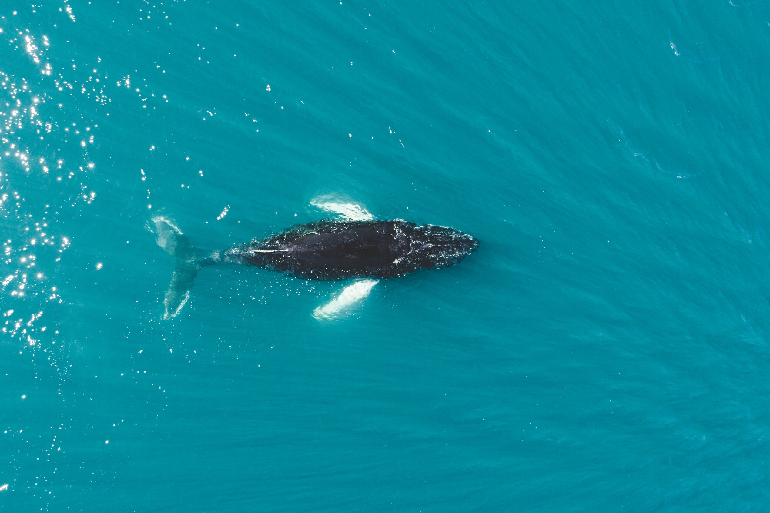 A drone image shows a whale swimming, close to the surface of blue water