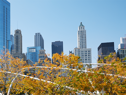 The Skyscrapers in Chicago pictured with autumn leaves on trees in the foreground 