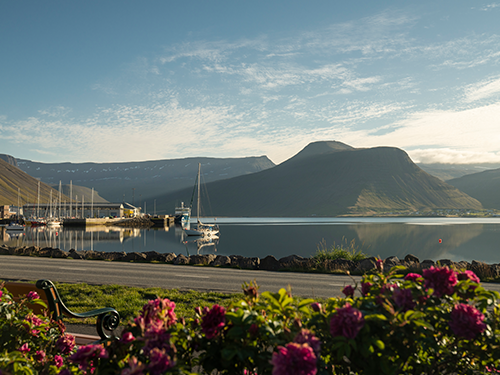 Boats pictured in the fjord at Ísafjörður on a calm weather day, with a bench and pink flowers in the foreground 