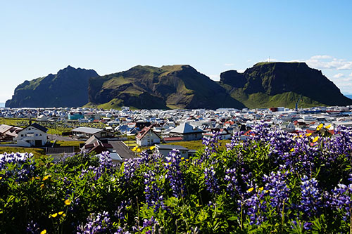 A view of Vestmannaeyjabær town with flowers in the foreground and majestic mountains in the background.