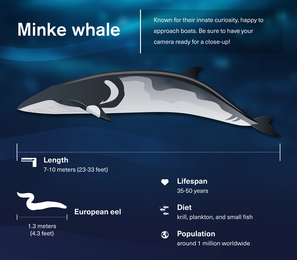 Graphic summarising the key facts about the Minke whale like their curious nature