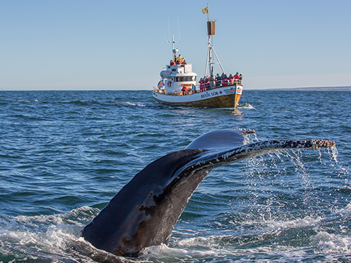 A whale fin emerges in the waters of the North of Iceland, meanwhile tourists on a whale watching tour boat watch the scene