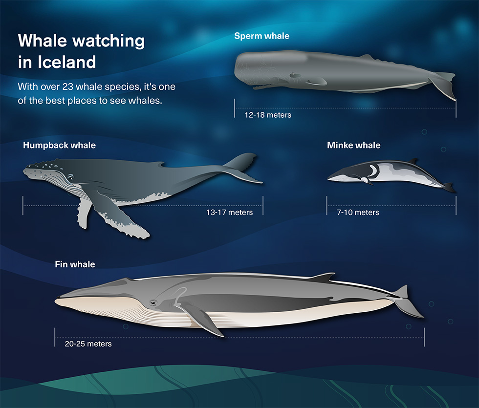Types of whale species to spot when you go whale watching in Iceland