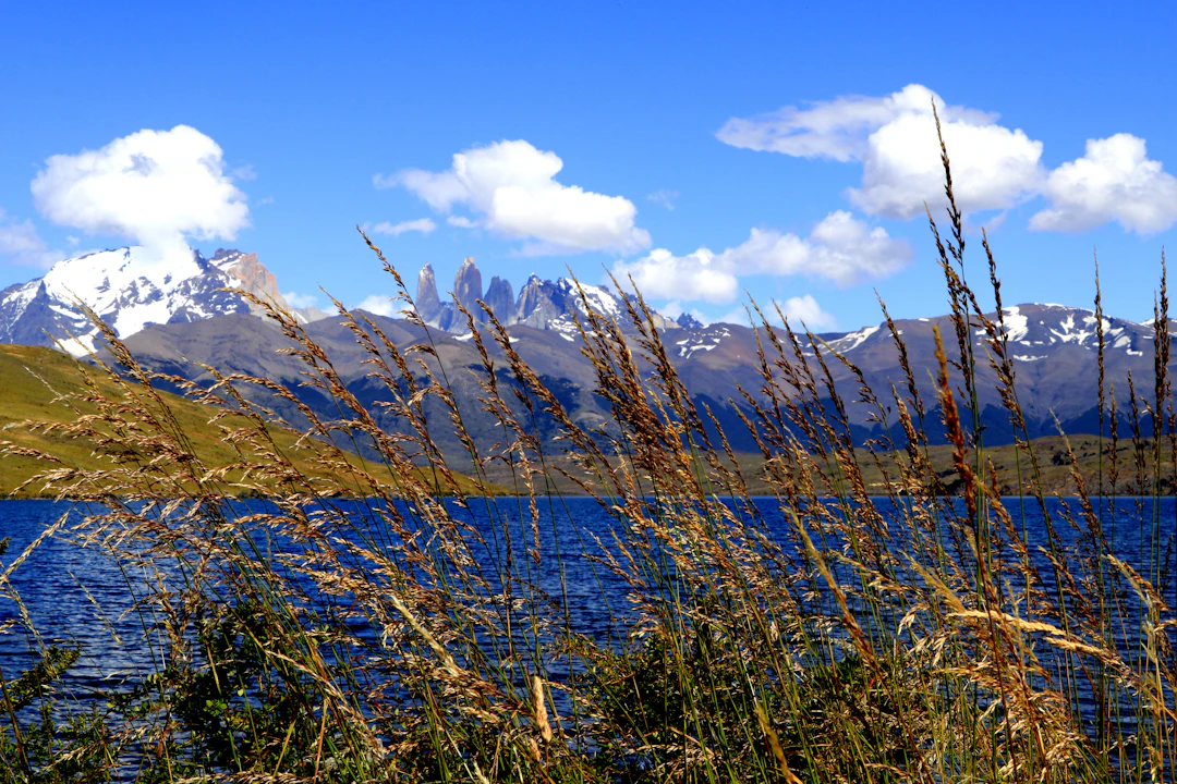 Vista de lago em Torres del Paine, Chile, com capim alto em primeiro plano e cadeia de montanhas nevadas ao fundo. Viaje com pontos Livelo.
