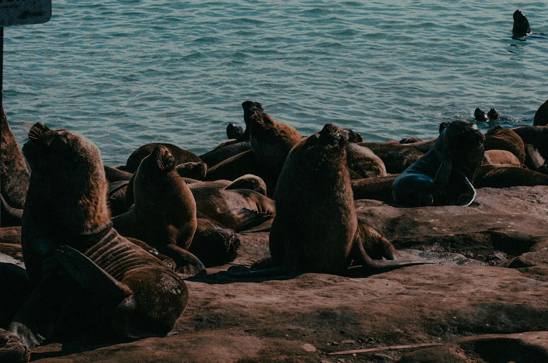 ALT texto alternativo