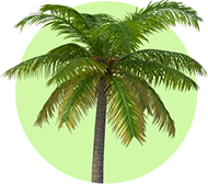 Palmera