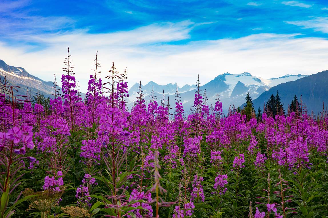 Wild flowers