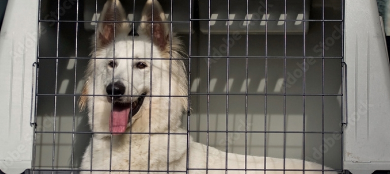 Dog in crate