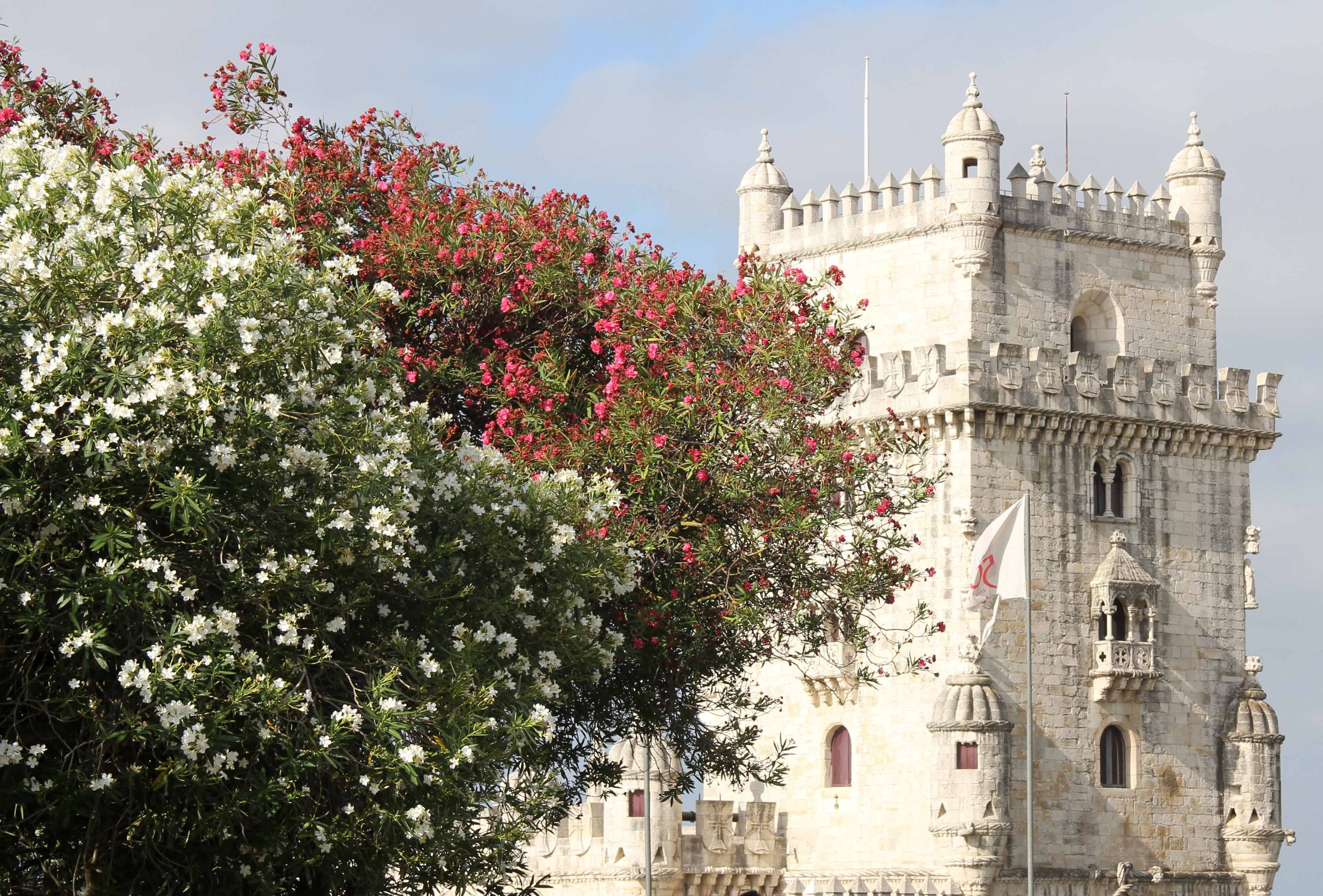 castle trees