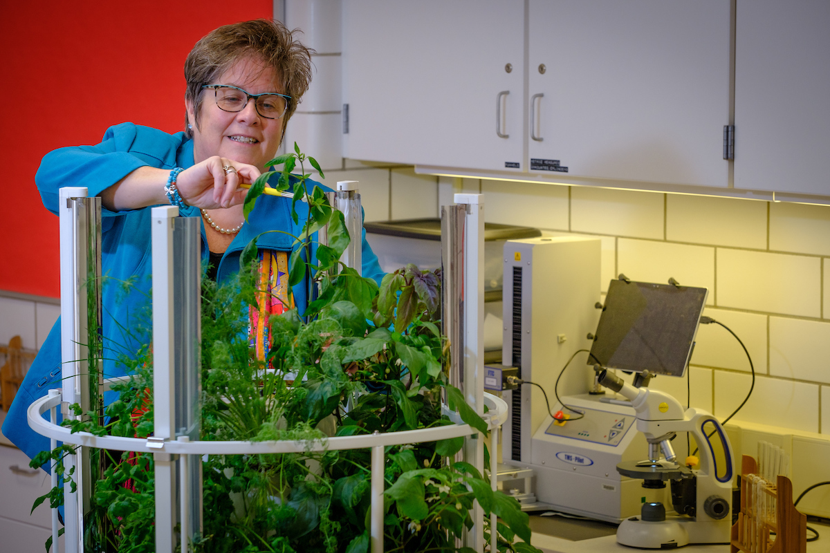 Nancy Parkinson cuida unas plantas en el laboratorio aeropónico.