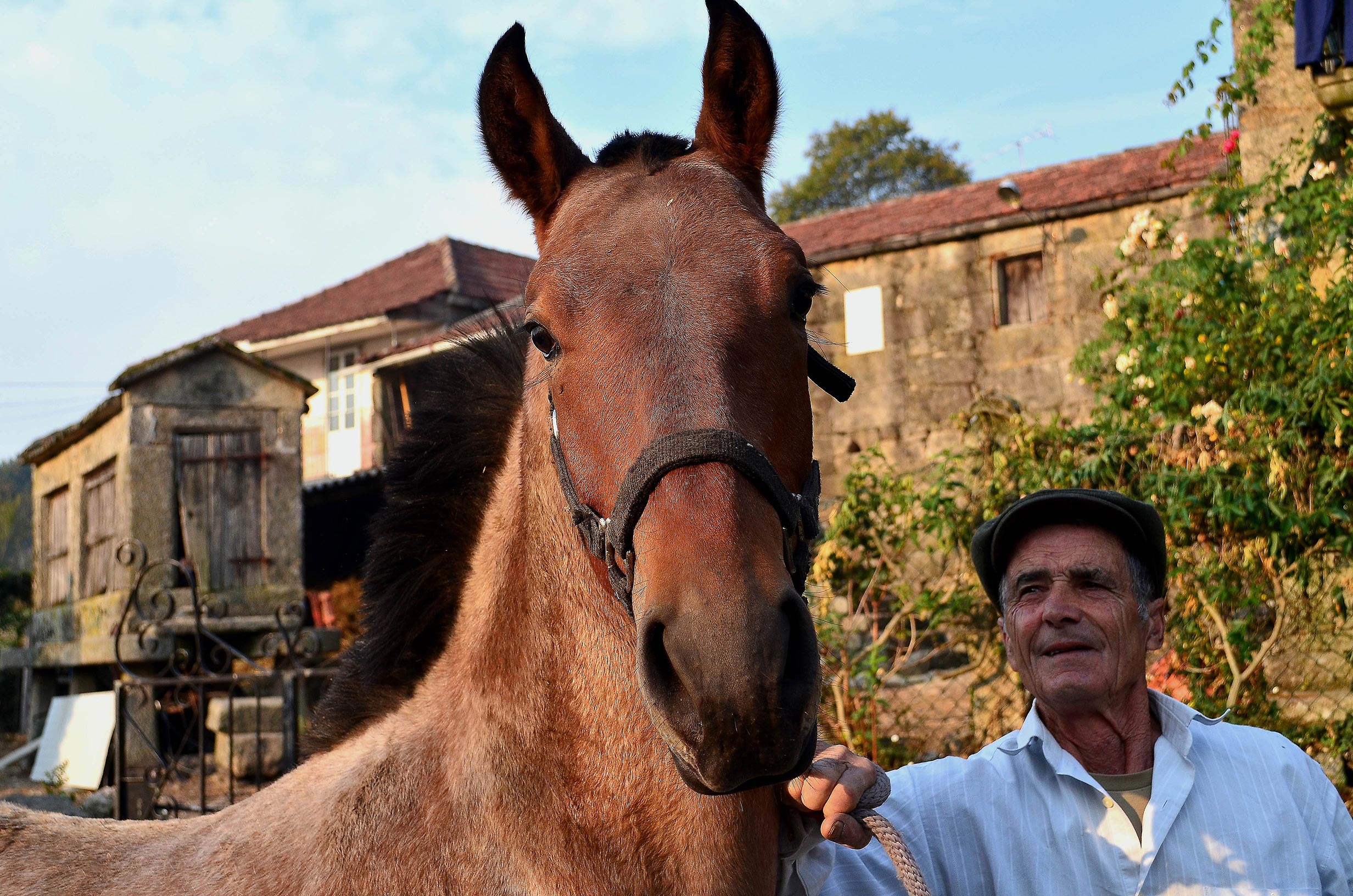 horsie