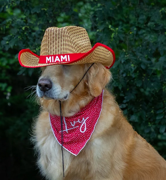 Ivy Crawford, golden retriever, wearing a Miami straw cowboy hat and red bandana with IVY