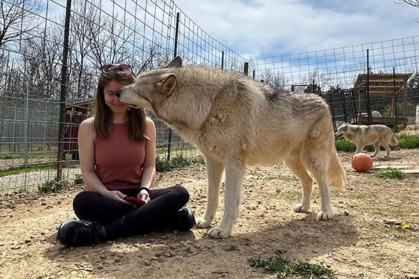 Saydee Walton sitting on the ground of an enclosure while a large wolfdog sniffs her face