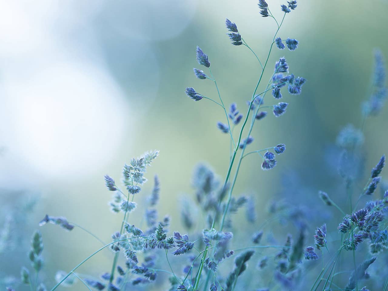 A field of blue flowers in focus, with a soft, blurry background enhancing the vibrant colors of the blooms.