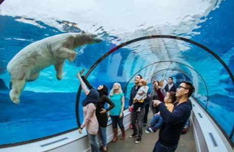 polar bear tunnel at zoo