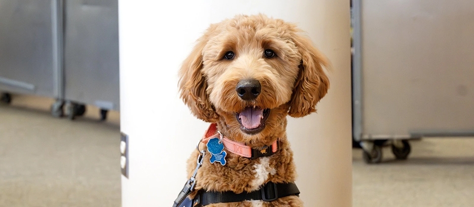 A dog named Beau is supporting students at Covenant High School Central in Detroit.